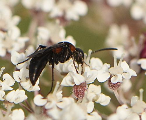 Homonotus sanguinolentus